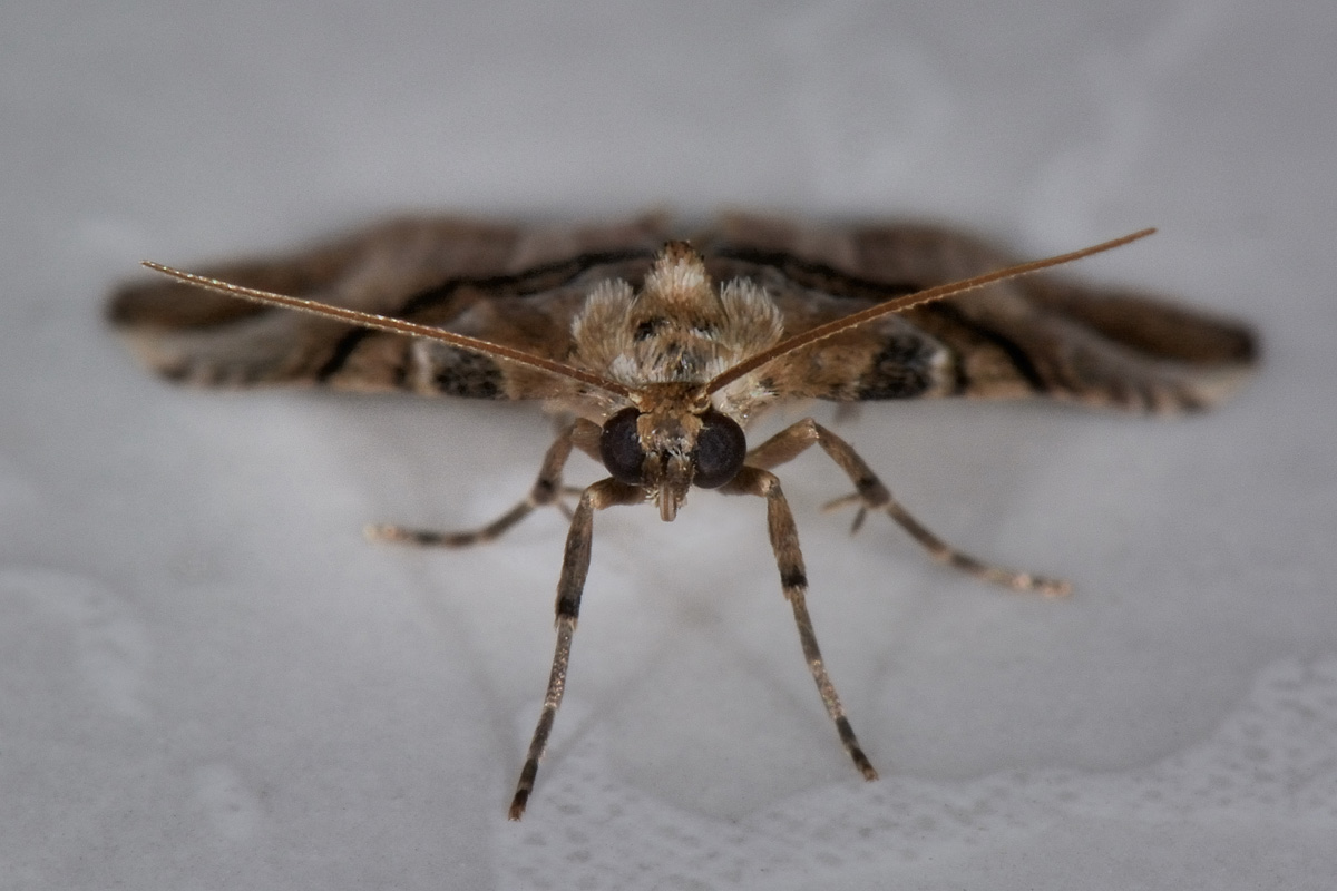 Da identificare - Zebeeba falsalis, Erebidae